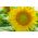 گل آفتابگردان زینتی کوتوله - سبز هابیت - برای کشت در گلدان -  - دانه