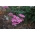 Yarrow biasa - Kecantikan Lilac - ungu - Achillea millefolium