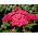Звичайний деревій - паприка - червоний - Achillea millefolium