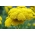 Равнец от папрат - Паркър - Жълт; кървене от носа, равнец - Achillea millefolium