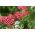 Κοινή yarrow - Rood - κόκκινο - Achillea millefolium