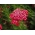 Yarrow umum - Merah - merah - Achillea millefolium
