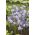 نیزه ایتوریل ، تریتلیا - ملکه فابیولا - 10 قطعه؛ Brodiaea ، triteleia معمولی ، درختچه گیاه - 