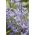 نیزه ایتوریل ، تریتلیا - ملکه فابیولا - 10 قطعه؛ Brodiaea ، triteleia معمولی ، درختچه گیاه - 