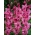 Gladiolsläktet Kingston - paket med 5 stycken - Gladiolus Kingston