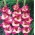 Kardvirág Ted's Favourite - csomag 5 darab - Gladiolus Ted's Favourite