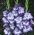 Gladiolus Triton - 5 pcs
