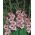Gladiolus Vera Lynn - 5 stk; sværdlilje