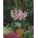 Gladiolus Vera Lynn - 5 kosov; meč lilija - 