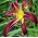 چهره سیاه Daylily - Hemerocallis hybrida Black Arrowhead