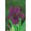 Pygmy iris, Iris pumila - fialové květy - Cherry Garden; trpasličí iris - 