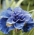 Dublu-iris siberian cu flori - Concord Crush; pavilionul siberian - Iris sibirica