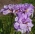Dvoukvětý sibiřský iris - Imperial Opal; Sibiřská vlajka - Iris sibirica