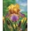 Baardiris - Bruine lasso; Duitse bebaarde iris