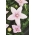 Platycodon, flor de globo - Fuji Pink; Bellflower chino