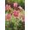 Pasque çiçek - pembe çiçekler - fide; pasqueflower, ortak pasque çiçeği, avrupa pasqueflower - 