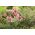 पास्कल फूल - गुलाबी फूल - अंकुर; pasqueflower, आम pasque फूल, यूरोपीय pasqueflower - 