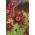 Pasque cvijet - crveni cvjetovi - sadnica; pasqueflower, uobičajeni pasque flower, europski pasqueflower