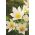 Pasque çiçeği - beyaz çiçekler - fide; pasqueflower, ortak pasque çiçeği, avrupa pasqueflower - 