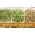 Frön för groddar - mild uppsättning -  Medicago sativa, Lens culinaris, Helianthus annuus