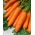 Porkkanat Kongo -  Daucus carota - Kongo - siemenet