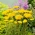 Равнец от папрат - Паркър - Жълт; кървене от носа, равнец - Achillea millefolium