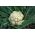 Blomkål - Herberstein 2 -  Brassica oleracea var. Botrytis - Herberstein - frø