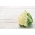 Bijela cvjetača 'Jutro' -  Brassica oleracea var. Botrytis - Poranek - sjemenke