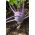 Темно-фіолетовий кольрабі 'Wener Blue' -  Brassica oleracea var. Gongylodes - Wener Blauwe - насіння