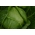 Valge kapsas- Replika -  Brassica oleracea var.capitata -Replika - seemned