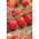 Cüce tarla domatesi 'Lambert' - orta erken, püreler için önerilen son derece verimli çeşittir -  Lycopersicon esculentum - Lambert - tohumlar