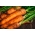 Porkkanat - Blanka -  Daucus carota - Blanka - siemenet