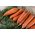 Zanahorias Broker -  Daucus carota - Broker - semillas