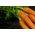 Morötter - Flakkese 2 -  Daucus carota - frön