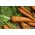 Морков "Flakkese 2", тип трофей-зиф - късен, много продуктивен сорт -  Daucus carota - семена