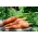 هویج "کنگو" - انواع متوسط دیر برای پردازش -  Daucus carota - Kongo - دانه
