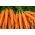 Carrot 'Norton' - varietas menengah akhir yang ditujukan untuk pengawet -  Daucus carota - Norton - biji