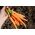 هویج "نورتون" - متوسط نوع دیر برای نگهداری است -  Daucus carota - Norton - دانه