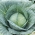Bắp cải trắng 'Zora' - rất sớm, 60 ngày từ khi gieo đến khi thu hoạch -  Brassica oleracea var.capitata - Zora - hạt
