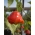 観賞用のコショウ 'Dzwonek'  - 後期の品種、庭の装飾に最適 -  Capsicum baccatum - シーズ