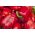 Slatka paprika 'Barbórka' - crvena, rana sorta namijenjena uzgoju u tunelima -  Capsicum annuum - Barbórka - sjemenke