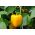 Paprika „Calipso“ - žltá odroda odporúčaná na pestovanie v nízkych tuneloch a na poli -  Capsicum annuum - Calipso - semená