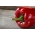 Paprika „Caryca – Tsarina“ - červená, raná odrůda pro pěstování v tunelech a na poli -  Capsicum annuum - Caryca - semena