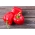 Солодкий перець 'Каскада' - червоний сорт, призначений для вирощування в тунелях -  Capsicum annuum - Kaskada - насіння