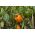 Tatlı biber 'Lamia' - tünellerde ve tarlada ekim için portakal çeşidi - Capsicum annuum - Lamia - tohumlar