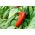 Paprika „Mercedes“ - červená, středně raná odrůda s vysokým obsahem vitamínu C. -  Capsicum annuum - Mercedes - semena