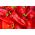 Paprika 'Wika' - varietas merah direkomendasikan untuk penanaman di terowongan dan di lapangan - Capsicum annuum - Wika - biji