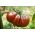 Високо домати "Черният принц" - сочен, сладък и ароматен сорт, препоръчан за директна консумация -  Lycopersicon esculentum - Black Prince - семена