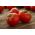 Tomate - Bohun -  Lycopersicon esculentum - Bohun - semillas