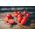 Tomate - Chrobry -  Lycopersicon esculentum - Chrobry - semillas